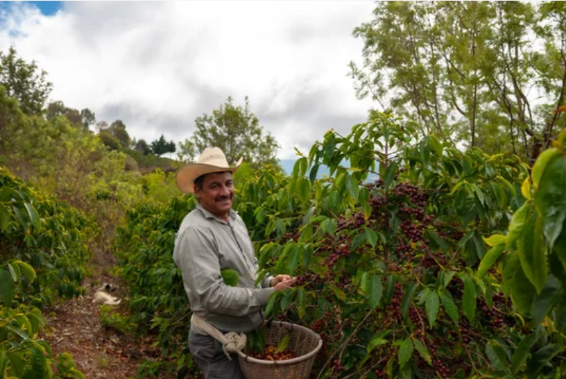 Coffee producers farmers in the supply chain
