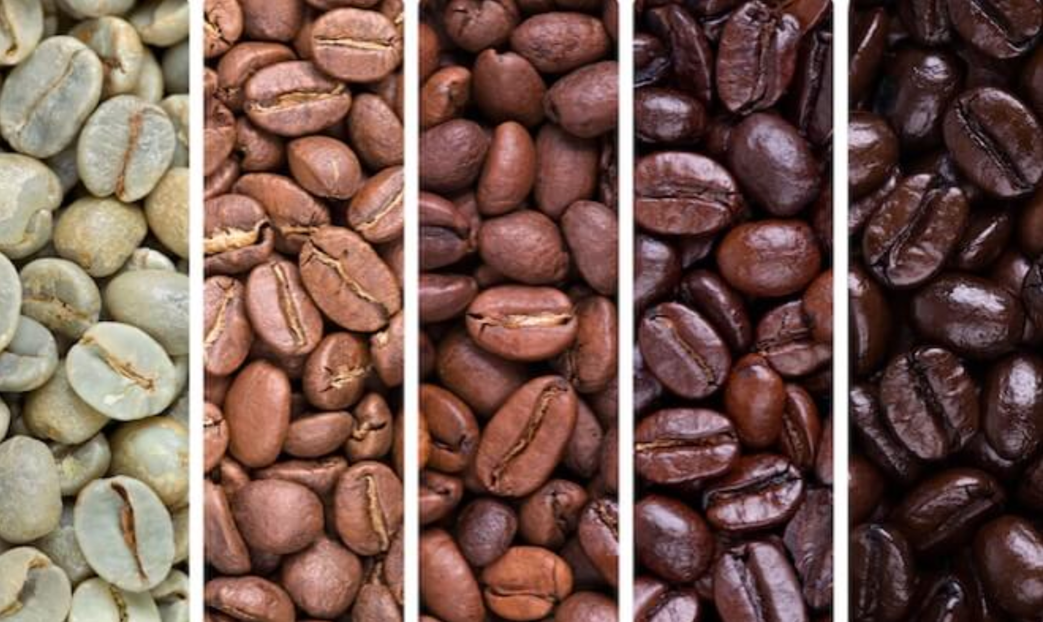 Which coffee packs the most Caffeine? ¡A ella le gusta la cafeina!