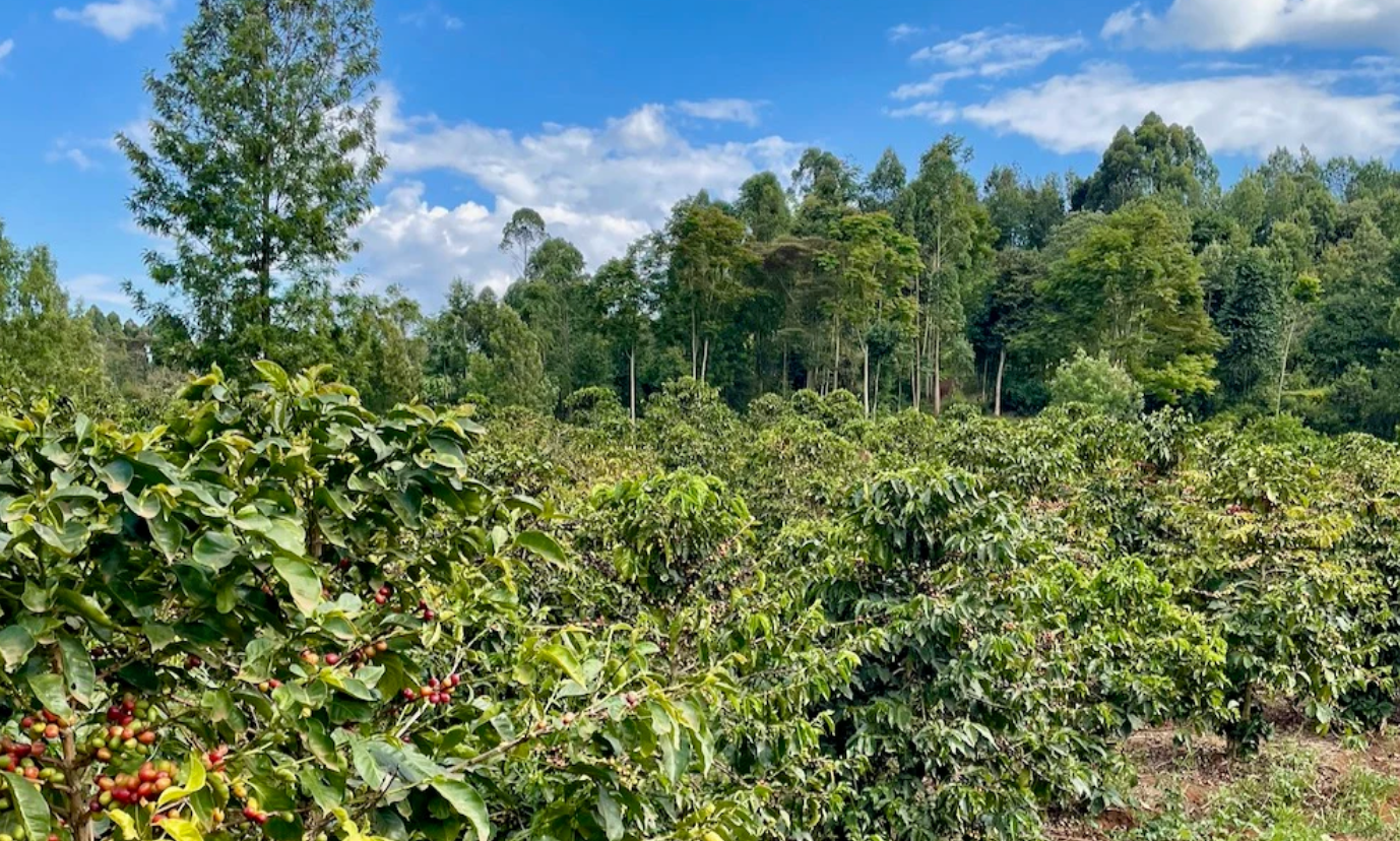 Farms, Kenya : Othaya Farmer Cooperative