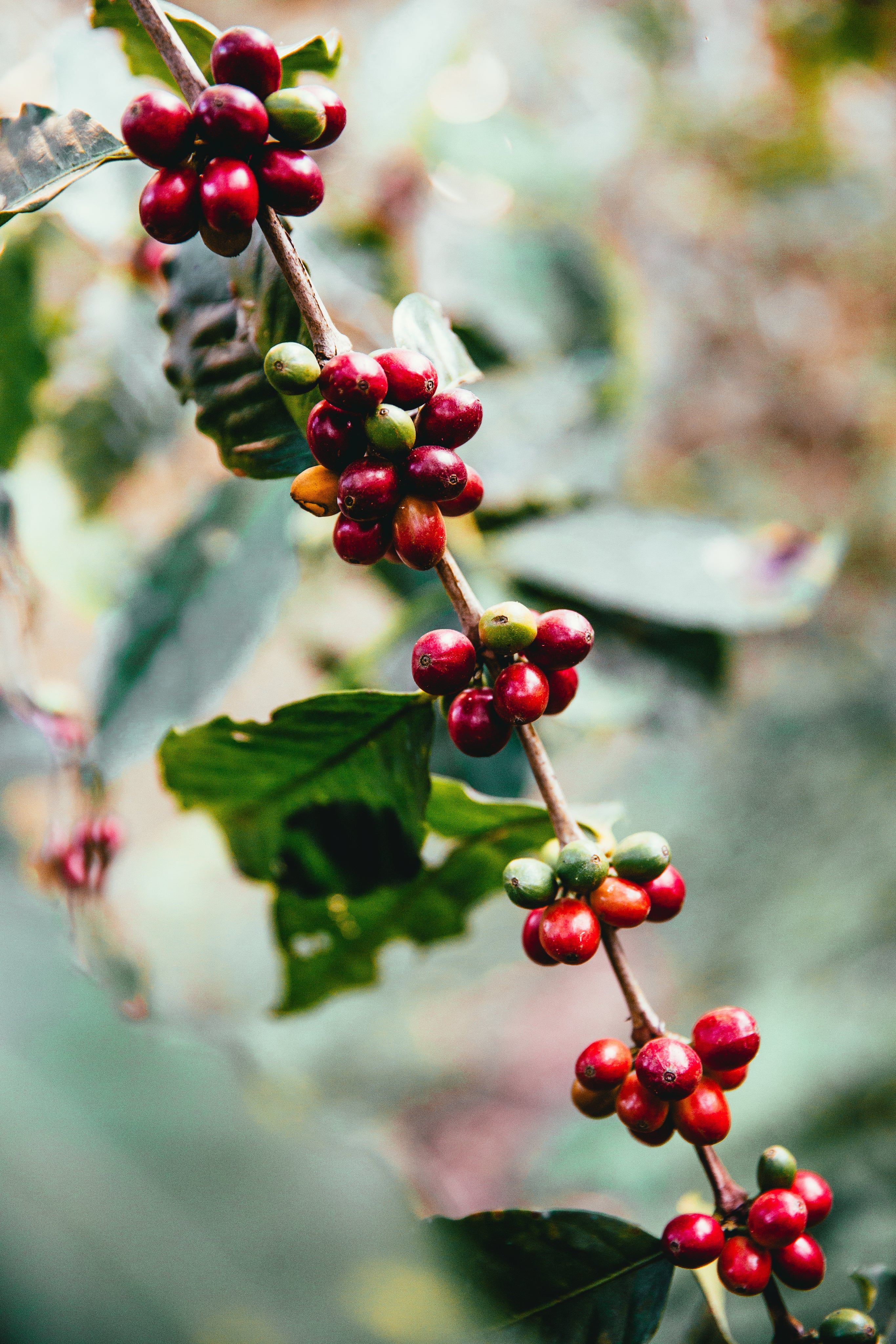 Pura Vida : Costa Rica Single Origin Medium / Light Roast – Spicy, Fruity, Bright Specialty Coffee Beans
