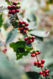 single origin coffee-beans-on-branch